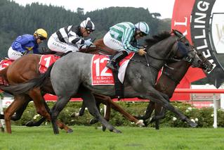 Emily Margaret (NZ) winner of last year's Canterbury Belle Stakes (1200m) and the Southern Filly of the Year Series 